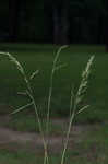 Smooth brome